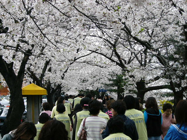 훈련생 벚꽃축제 행사참여
